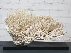 A Vintage Fan Shaped Piece of Mounted Coral from a Private Collection