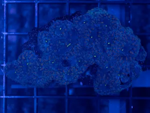 Blue Blasto Welsi