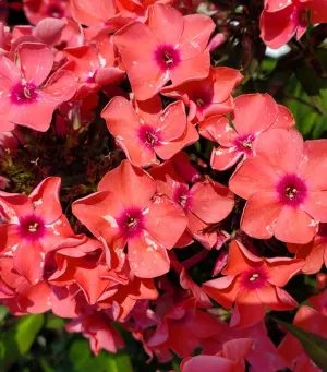 Coral Crème Drop™ Garden Phlox