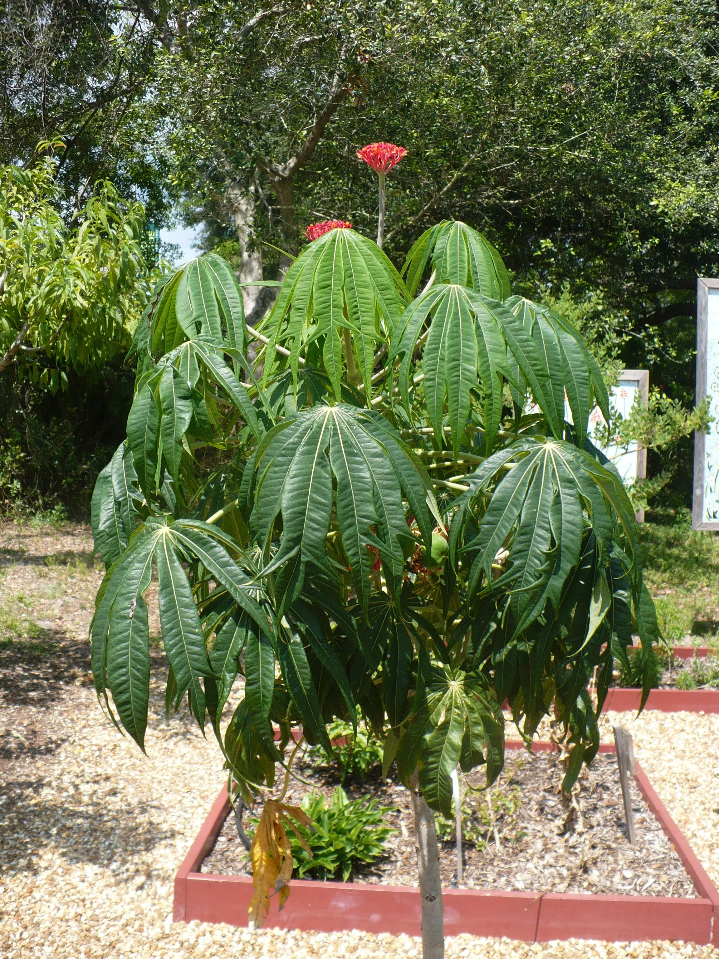 Coral Plant Jatropha multifida 5 Seeds  USA Company