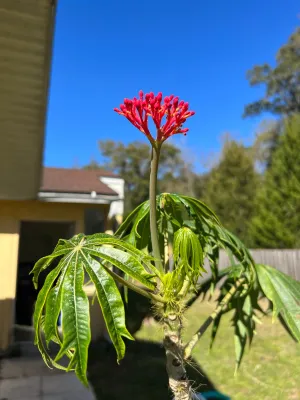 Coral Plant Jatropha multifida 5 Seeds  USA Company
