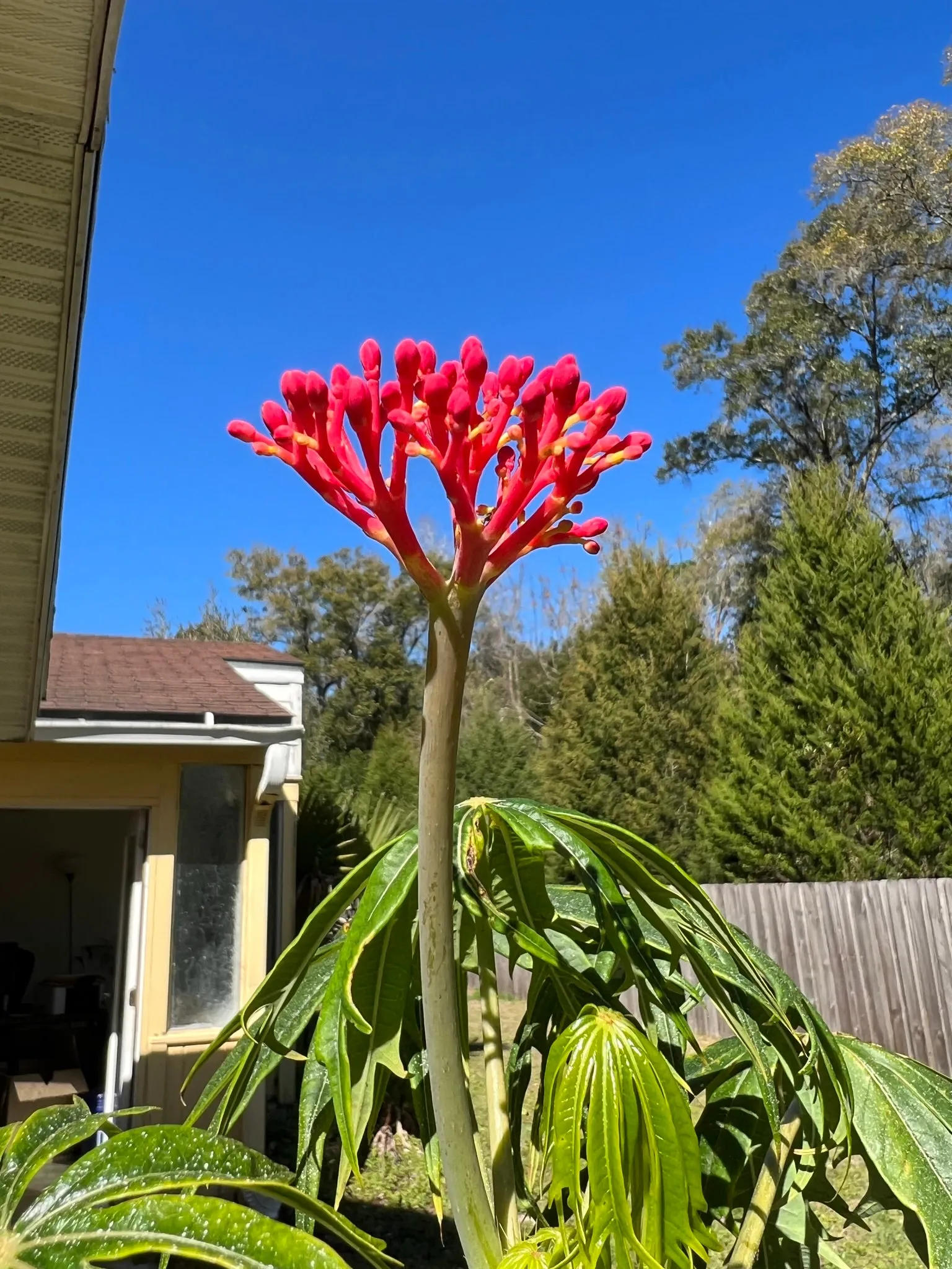 Coral Plant Jatropha multifida 5 Seeds  USA Company