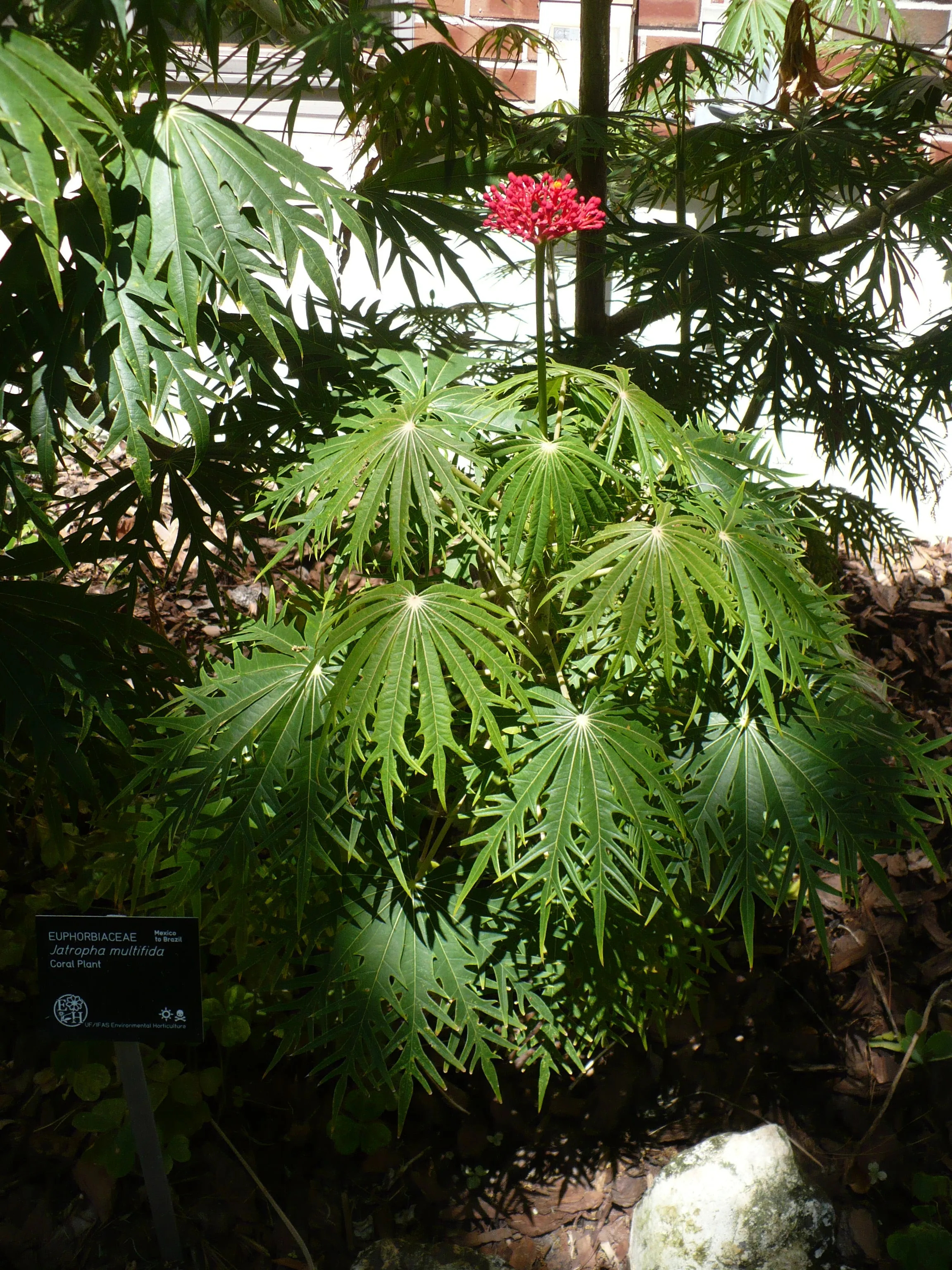 Coral Plant Jatropha multifida 5 Seeds  USA Company
