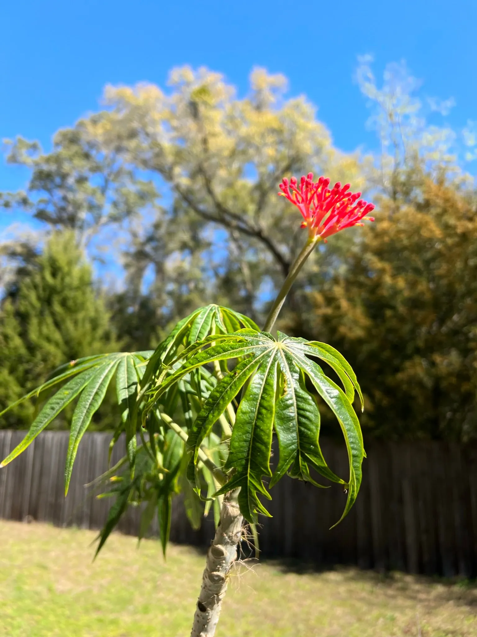 Coral Plant Jatropha multifida 5 Seeds  USA Company