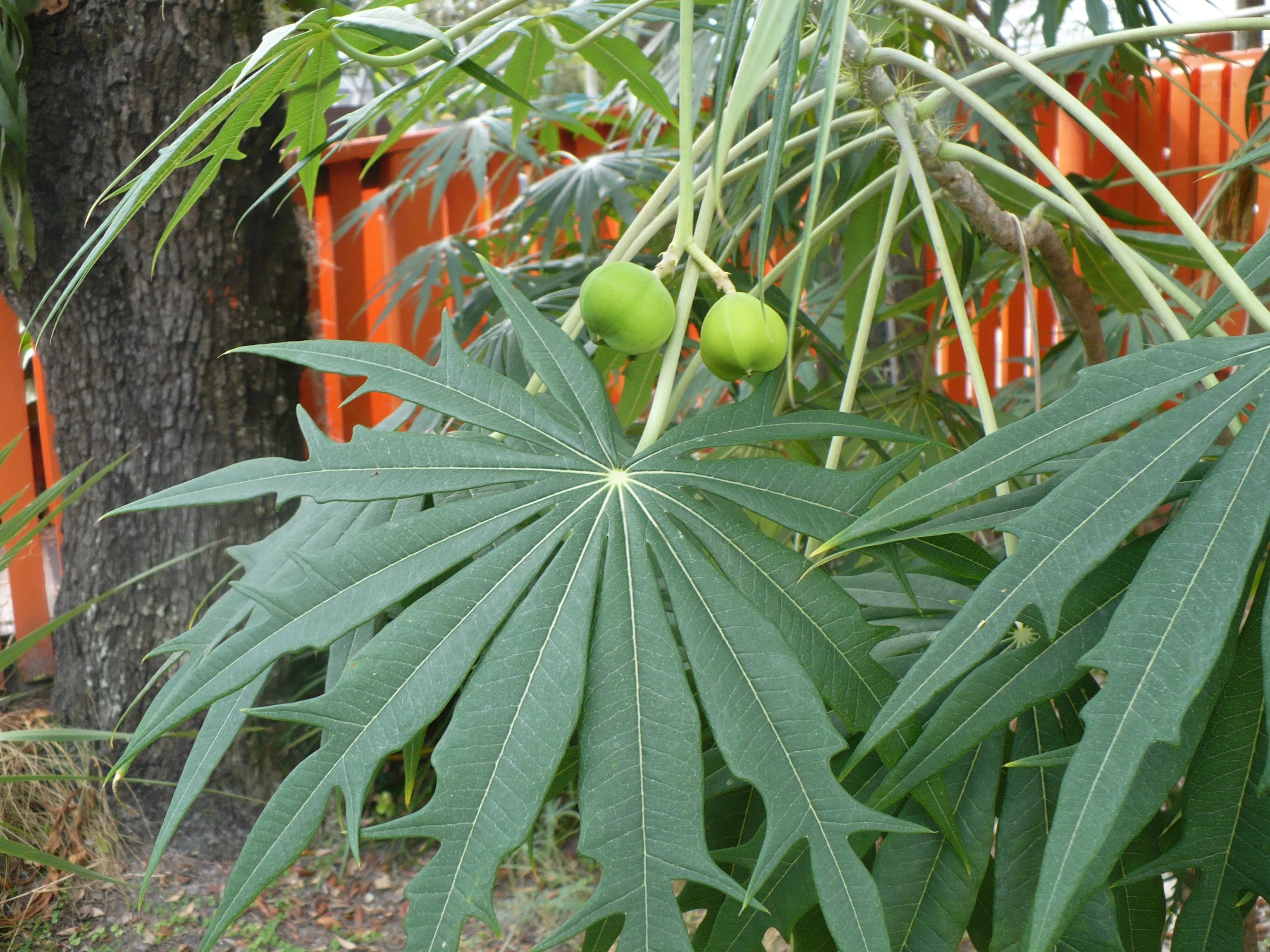 Coral Plant Jatropha multifida 5 Seeds  USA Company