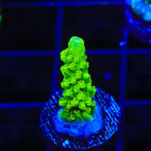 Green Slimer Acropora Coral