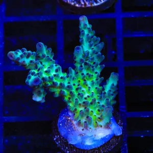Greg Hiller's Aqua Delight Acropora Coral
