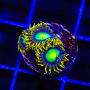 Radioactive Dragon Eye Zoanthids Coral