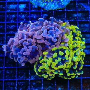 Rainbow Combo Hammer Coral