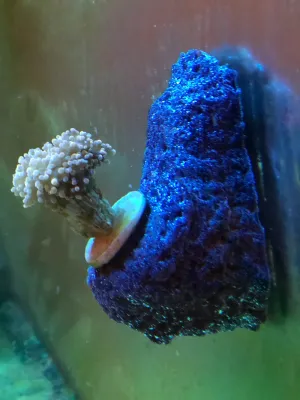 Reef Rax - Single Plug 1/2 inch