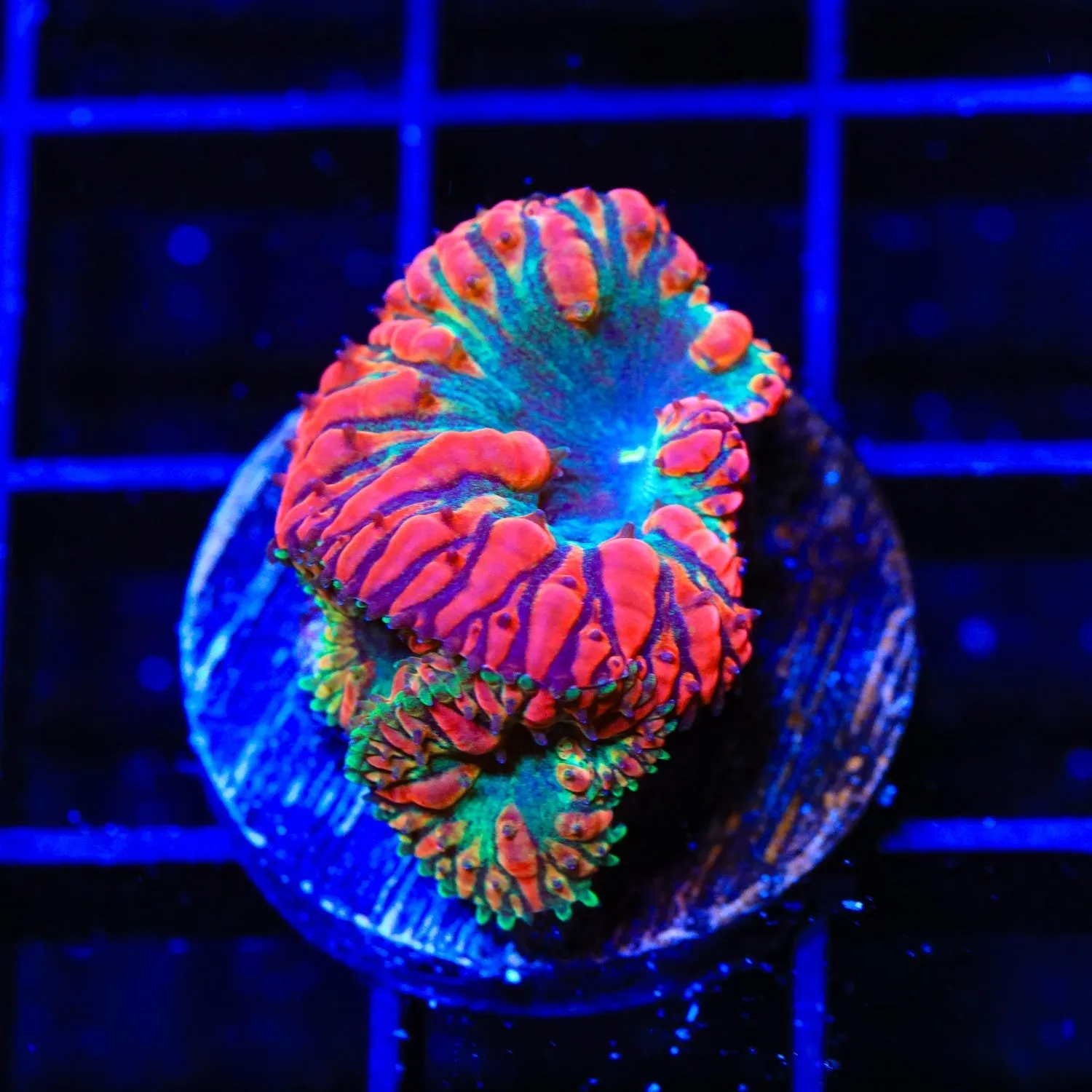 Ring of Death Blastomussa Coral