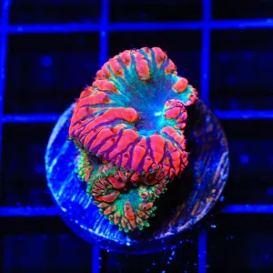 Ring of Death Blastomussa Coral