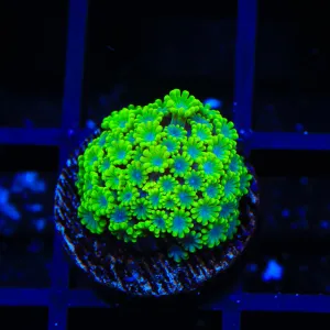 Spearmint Alveopora Coral