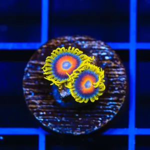 Super Saiyans Zoanthids Coral