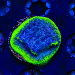 TSA Blueberry Haze Psammocora Coral