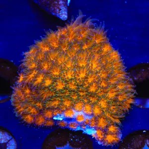 TSA Mayhem Leptastrea Coral