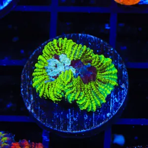 TSA Pikachu Favia Coral - BYR