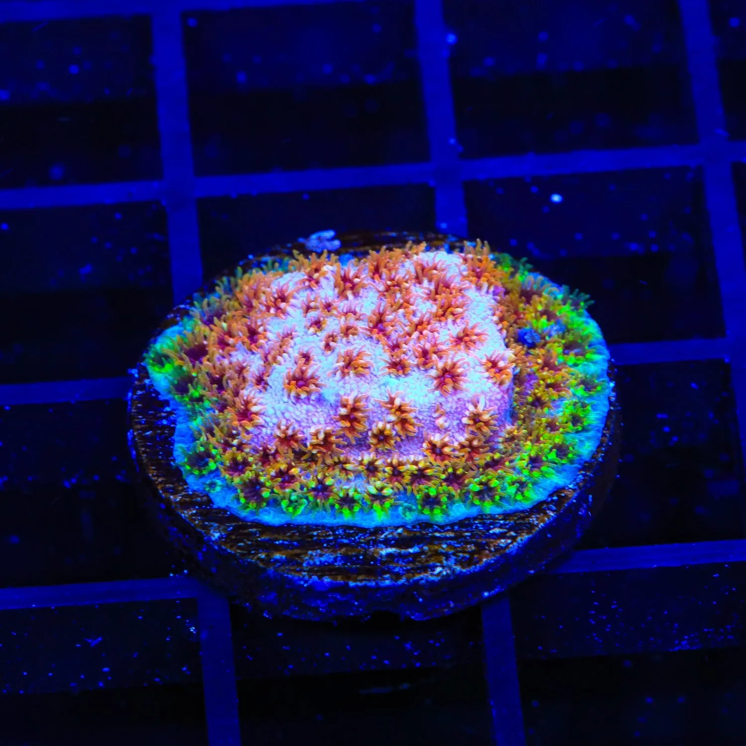 WWC Skittles Bomb Cyphastrea Coral
